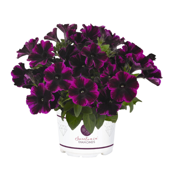 Petunia hybrida 'Sweetunia Johnny Flame'