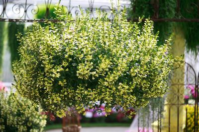 Scaevola aemula 'Scalora Suntastic Yellow'