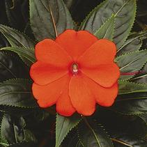 New Guinea impatiens hawkerii 'Paradise Select Electric Orange'