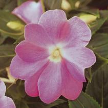 New Guinea impatiens hawkerii 'Paradise Select Light Lavender'
