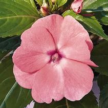 New Guinea impatiens hawkerii 'Paradise Select Salmon'