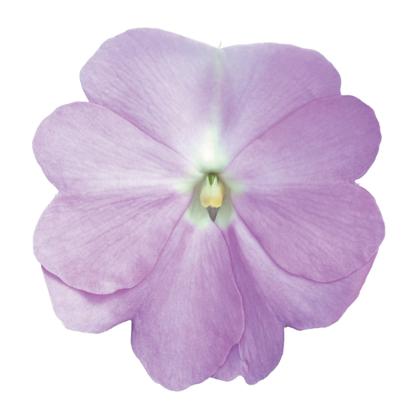 New Guinea impatiens hawkerii 'Sonic Light Lavender'