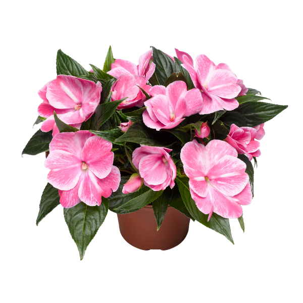 New Guinea impatiens hawkerii 'Sonic Magic Pink'