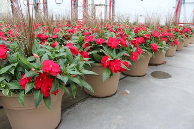 New Guinea impatiens hawkerii 'Sonic Red'