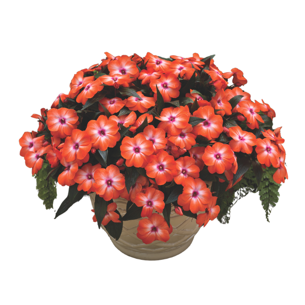 New Guinea impatiens hawkerii 'Super Sonic Orange Ice'