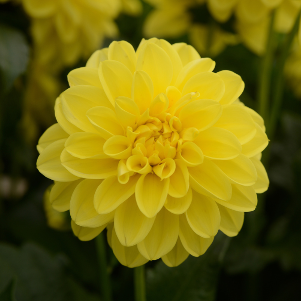 Dahlia hybrida 'Dalaya Yellow'