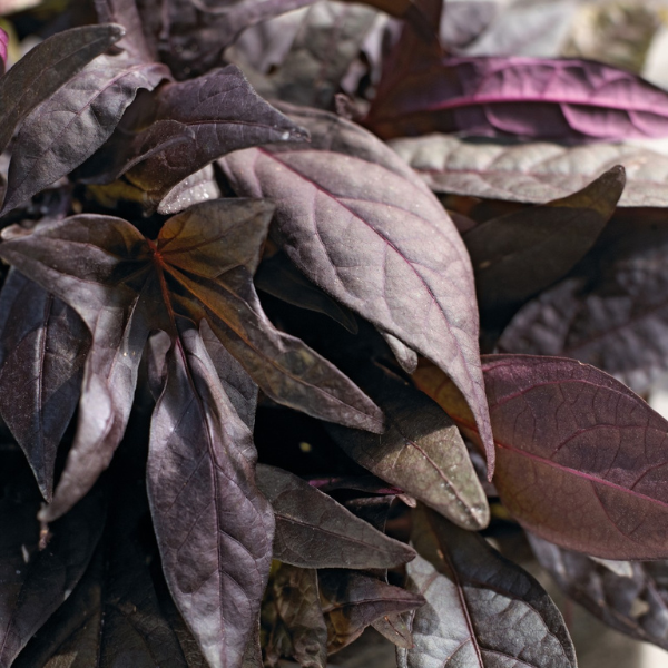 Ipomoea batatas 'Bright Ideas Black'