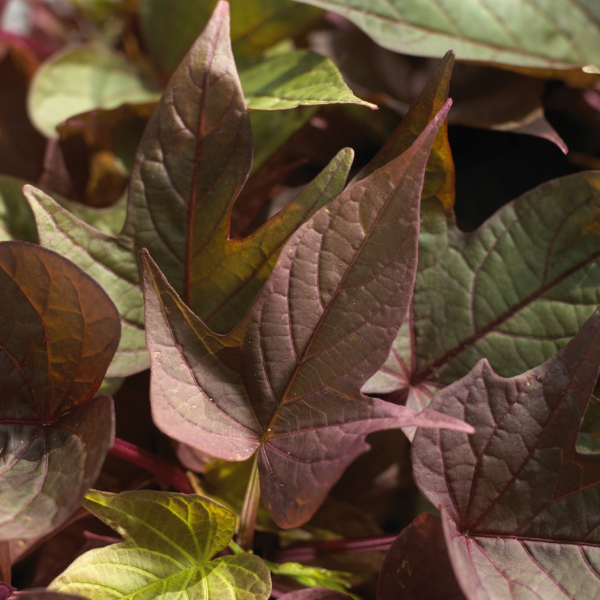 Ipomoea batatas 'Bright Ideas Rusty Red'