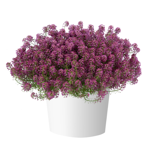 Lobularia hybrida 'Stream Raspberry'