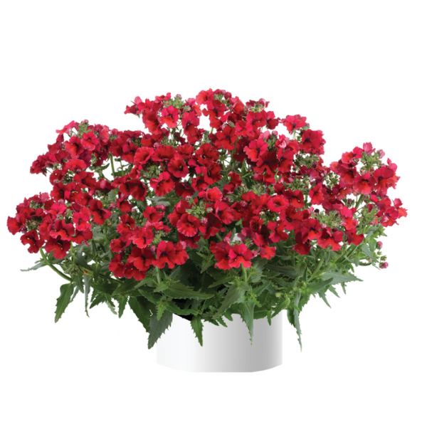 Nemesia hybrida 'Nesia Burgundy'