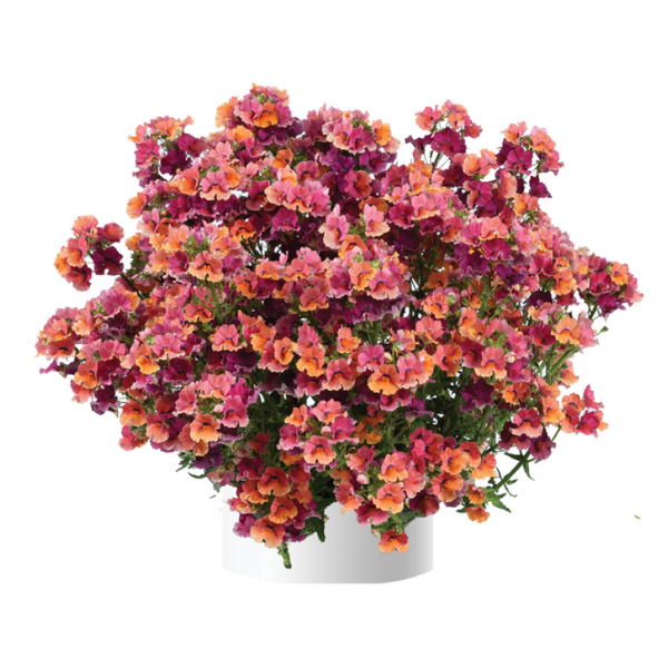 Nemesia hybrida 'Nesia Tropical'