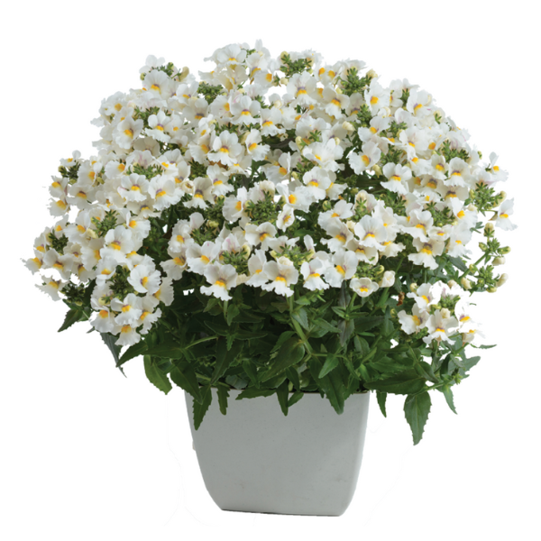 Nemesia hybrida 'Nesia Snow Angel'