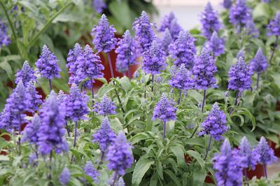 Salvia farinacea 'Velocity Blue'