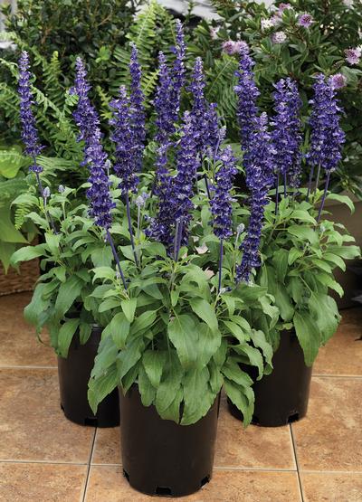 Salvia farinacea 'Velocity Blue'