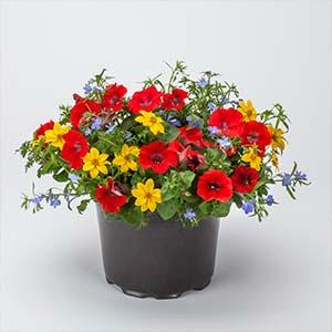 Kwik Kombo 'Fire and Ice Imp'