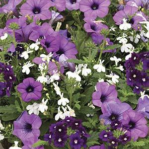 Kwik Kombo 'Grape Expectations Imp'