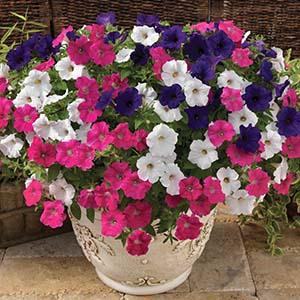 Kwik Kombo 'Sanguna Punk Rock Imp'