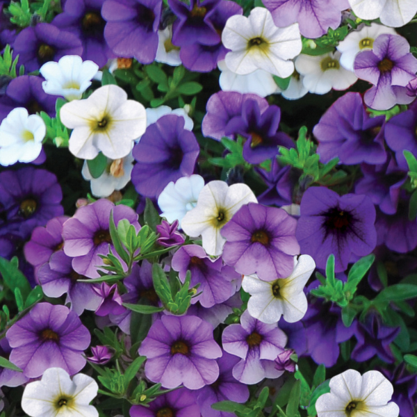 Trixi® 'Purple with a Purpose'