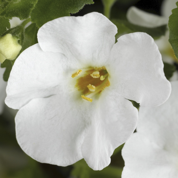 Bacopa sutera cordata 'Calypso Jumbo White'