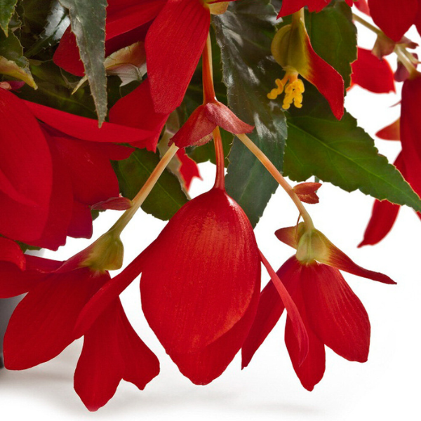 Begonia boliviensis 'Waterfalls Encanto Red'