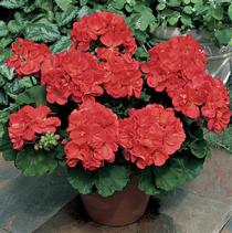 Geranium Zonal pelargonium zonale 'Americana Coral'