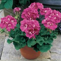 Geranium Zonal pelargonium zonale 'Americana Orchid'