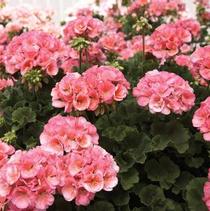 Geranium Zonal pelargonium zonale 'Americana Salmon'
