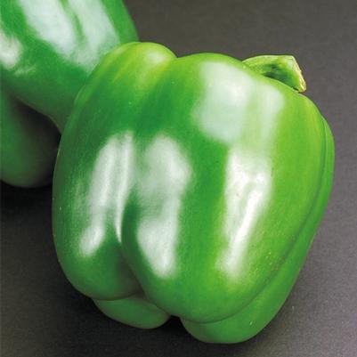 Vegetable 'Pepper California Wonder'