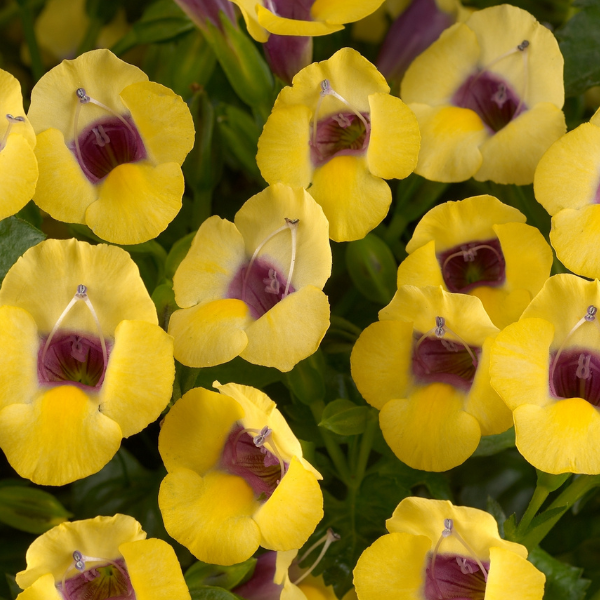 Torenia hybrida 'Yellow Moon'