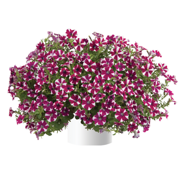 Petunia hybrida 'Cascadias Bicolor Cabernet'