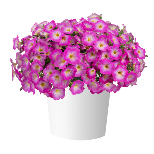 Petunia hybrida 'Cascadias Fantasy Hot Pink'