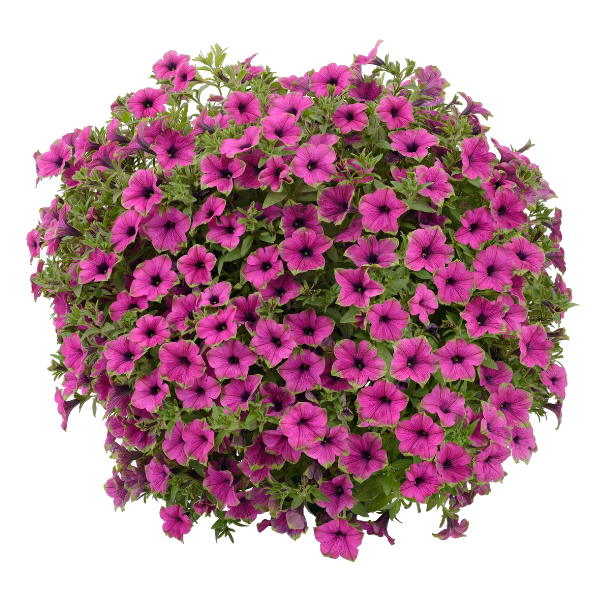 Petunia hybrida 'Cascadias Pitaya'