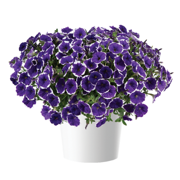 Petunia hybrida 'Cascadias Rim Violet'