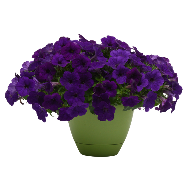 Petunia hybrida 'Headliner Blue'