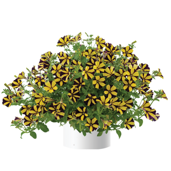 Petunia hybrida 'Ray Sunflower'
