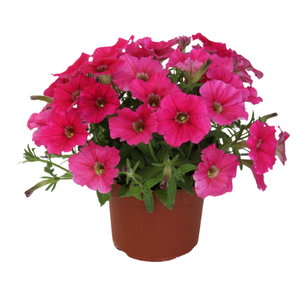 Petunia hybrida 'Starlet Dark Pink'