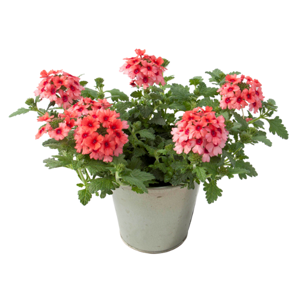 Verbena hybrida 'Lascar Mango Orange'