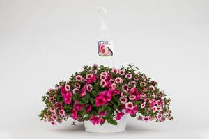 Spring Combo 'Combo #34'