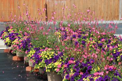 Summer Combos - TP 'Combo #06'