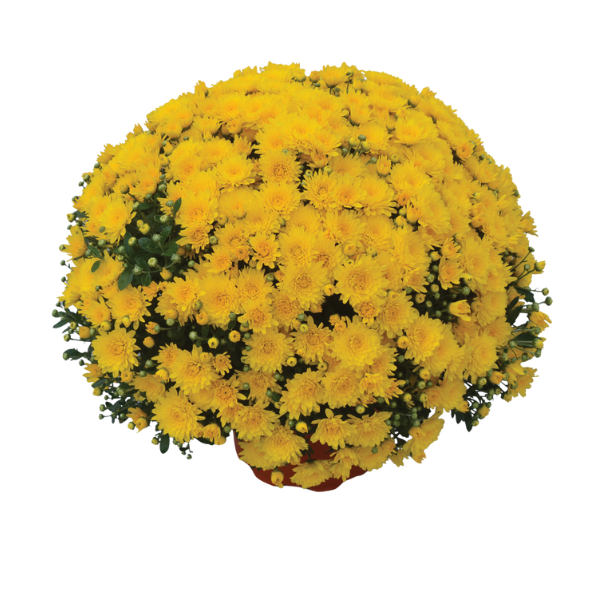 Mum chrysanthemum x morifolium 'Gold Cup'