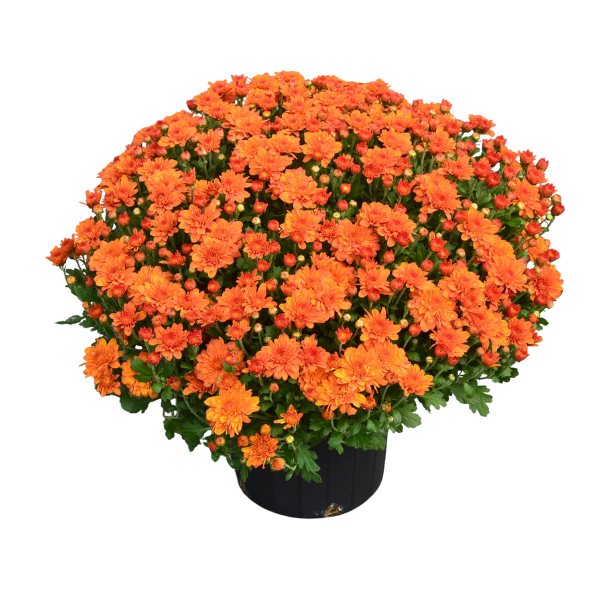 Mum chrysanthemum x morifolium 'Pumpkin Pie'