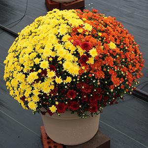 Mum Combo 'Combo #05'