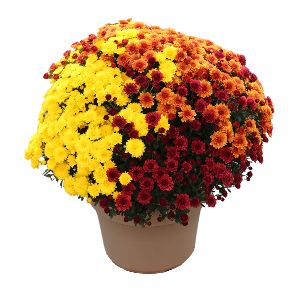 Mum Combo 'Combo #08'