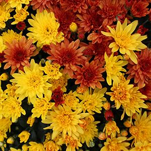 Mum Combo 'Combo#13'