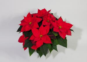 Poinsettia euphorbia pulcherrima 'Christmas Wish Red'