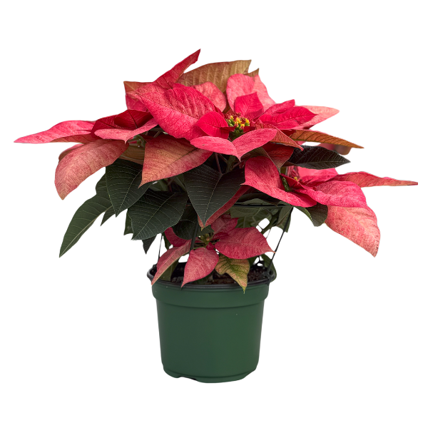 Poinsettia euphorbia pulcherrima 'Christmas Beauty Queen'
