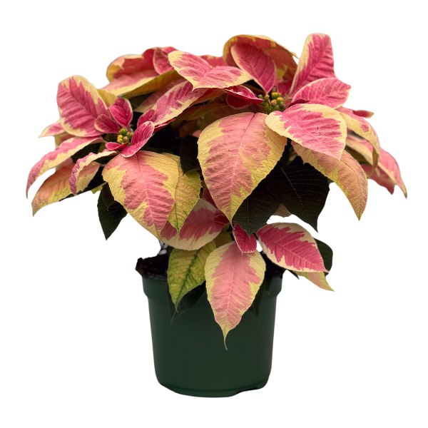 Poinsettia euphorbia pulcherrima 'Christmas Beauty Marble'