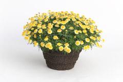 Argyranthemum frutescens 'Sassy Double Yellow'