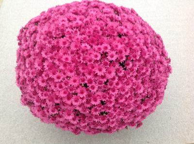 Mum chrysanthemum x morifolium 'Jazzberry Pink'