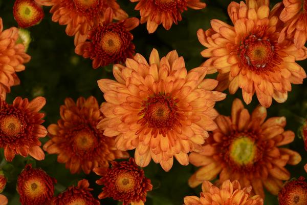 Mum chrysanthemum x morifolium 'Beverly Orange'